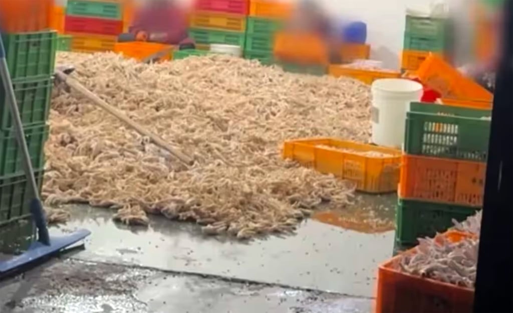 An undercover investigation discovered piles of bleached chicken feet, above, on the factory floor. Photo: CCTV An undercover investigation discovered piles of bleached chicken feet, above, on the factory floor. Photo: CCTV
