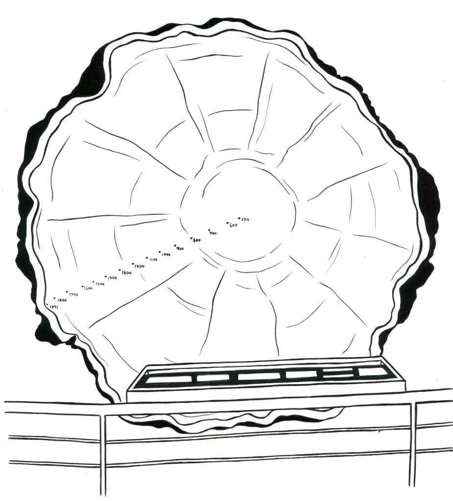 A cross-section from the Mark Twain Tree, a nine-ton sequoia whose interior reveals 1,342 annual rings.