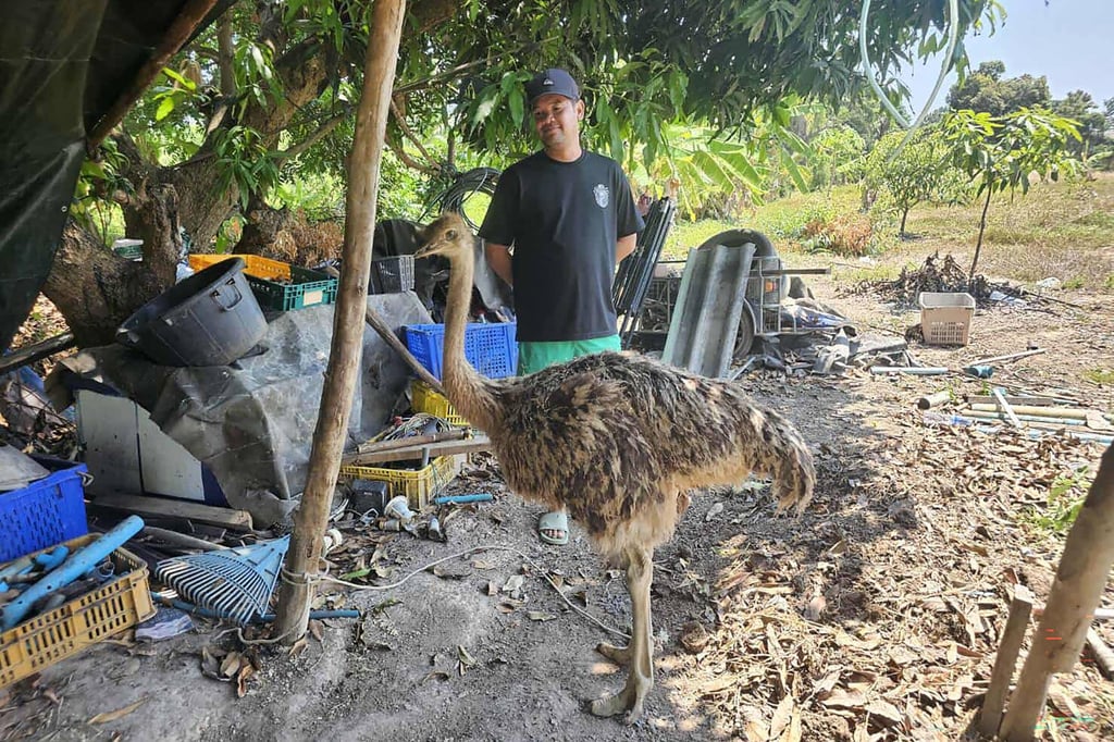 An ostrich resting in Thailand’s Rayong province. Photo: AFP courtesy of Itsara Boriboon An ostrich resting in Thailand’s Rayong province. Photo: AFP courtesy of Itsara Boriboon