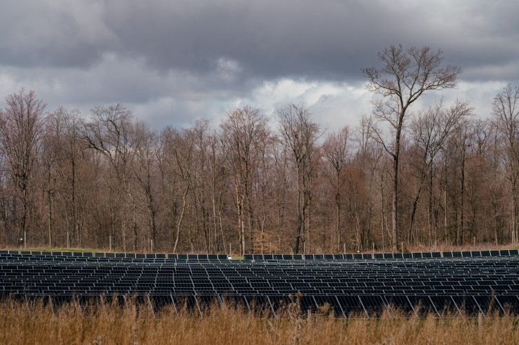 A large expanse of solar panels lies in a field, with tall, bare trees in the background on a dark and cloudy day.
