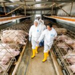 Anwar In No-Win Confrontation Over Pig Farming