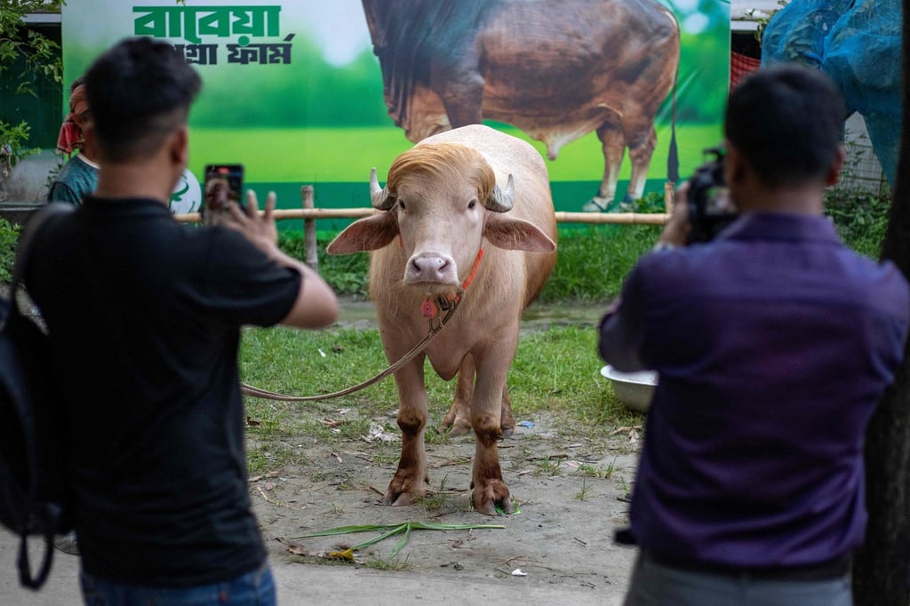 Content creators shoot videos of an albino buffalo nicknamed “Donald Trump” at a livestock farm in Narayanganj, Bangladesh. Photo: AFP Content creators shoot videos of an albino buffalo nicknamed “Donald Trump” at a livestock farm in Narayanganj, Bangladesh. Photo: AFP