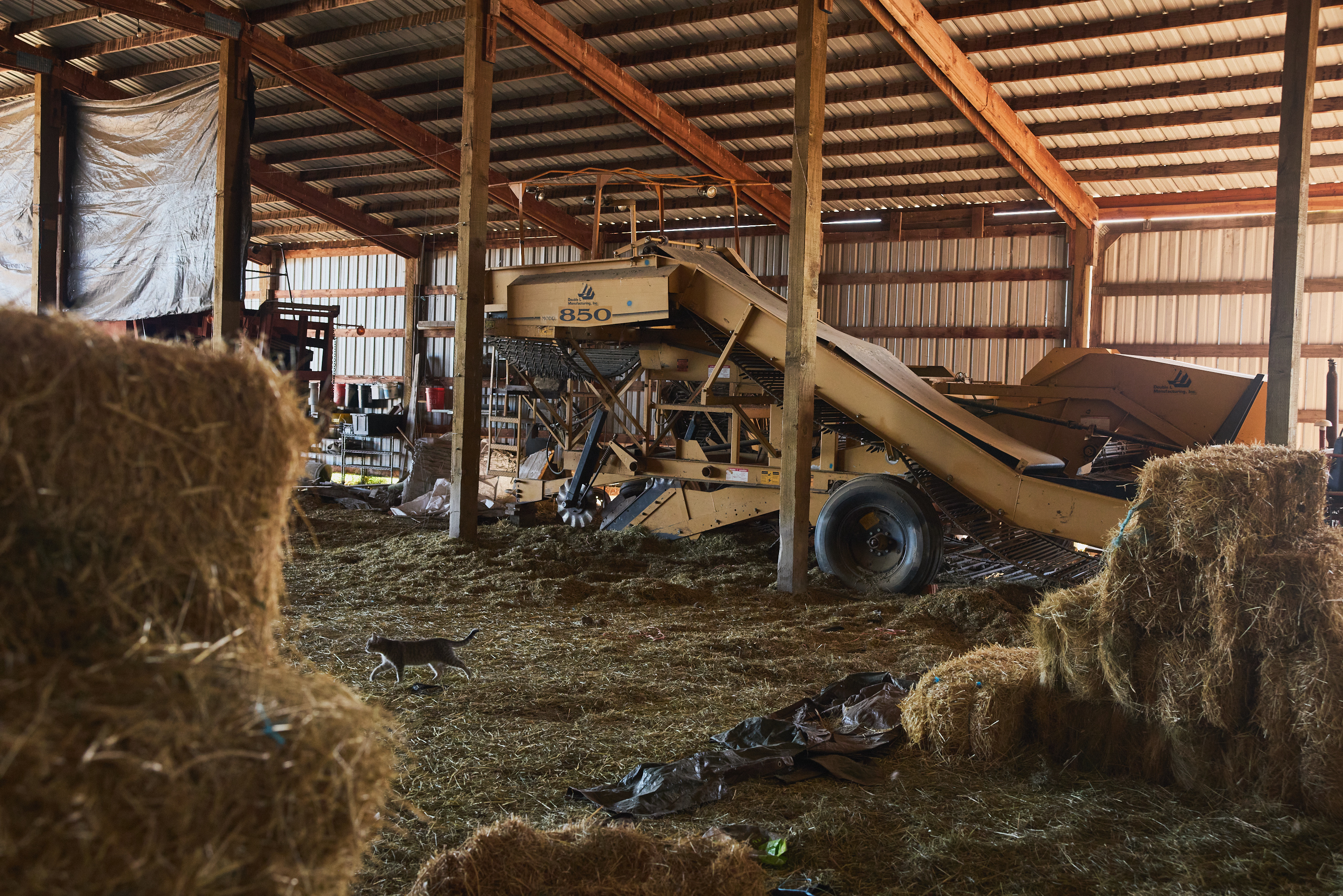 Inside a barn sits a large yellow machine with wheels and an angled chute. The machine is surrounded by hay bales and a cat walks by.