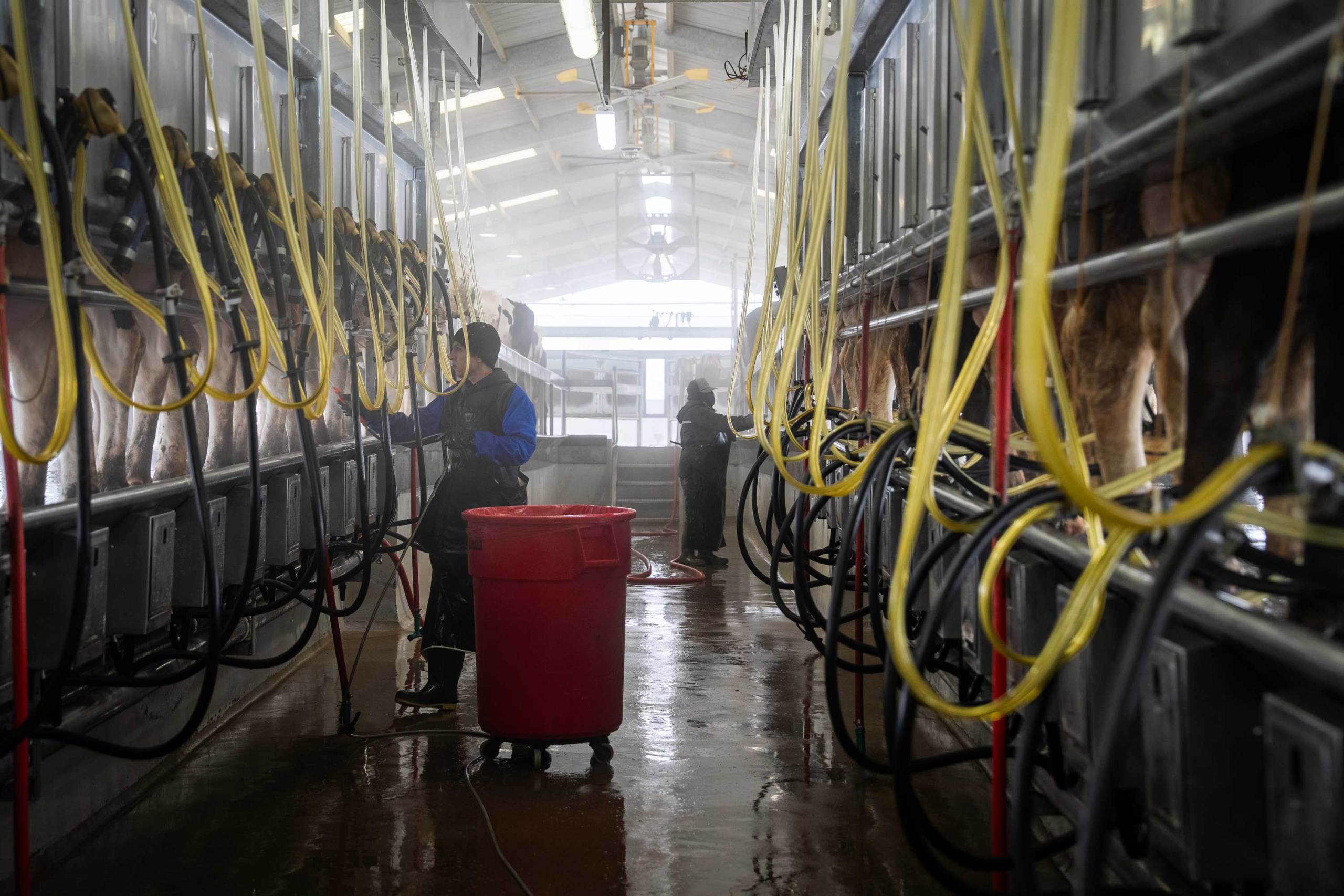 The interior of a dairy milking parlor with cows lined up in elevated stalls on both sides. Yellow milking hoses hang from the ceiling, and two workers stand in the wet center aisle.