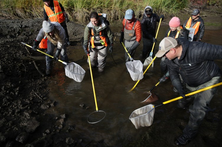 A group of eight people wade in a muddy pool of water holding bright yellow poles with fishing nets on the end.