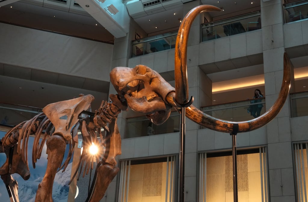 A woolly mammoth skeleton is seen in Hong Kong in August 2024. Photo: May Tse A woolly mammoth skeleton is seen in Hong Kong in August 2024. Photo: May Tse