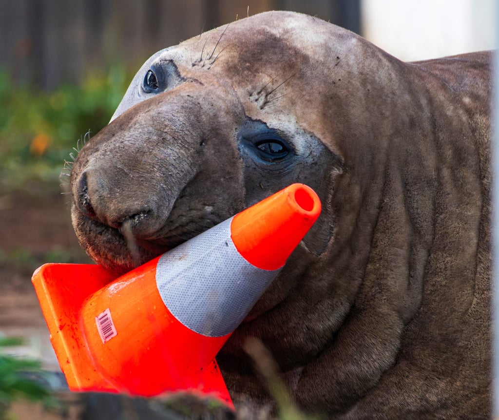 Neil the seal plays with a traffic cone in Tasmania on Saturday. Photo: Sam Volker Photography/AP Neil the seal plays with a traffic cone in Tasmania on Saturday. Photo: Sam Volker Photography/AP