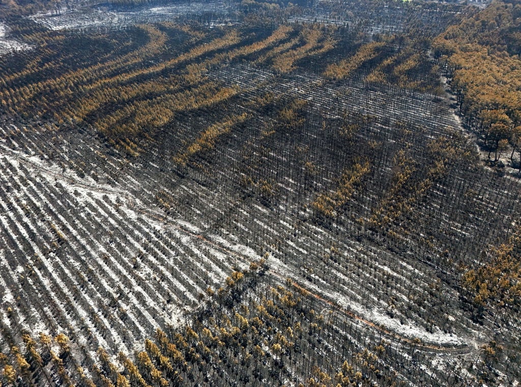 A drone view shows burnt trees in a forest affected by a wildfire, in Biscarrosse, Landes department, amid drought conditions, a new heatwave warning, and water shortages across much of France, on Tuesday. Photo: Reuters A drone view shows burnt trees in a forest affected by a wildfire, in Biscarrosse, Landes department, amid drought conditions, a new heatwave warning, and water shortages across much of France, on Tuesday. Photo: Reuters