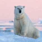From Gibraltar to the Arctic