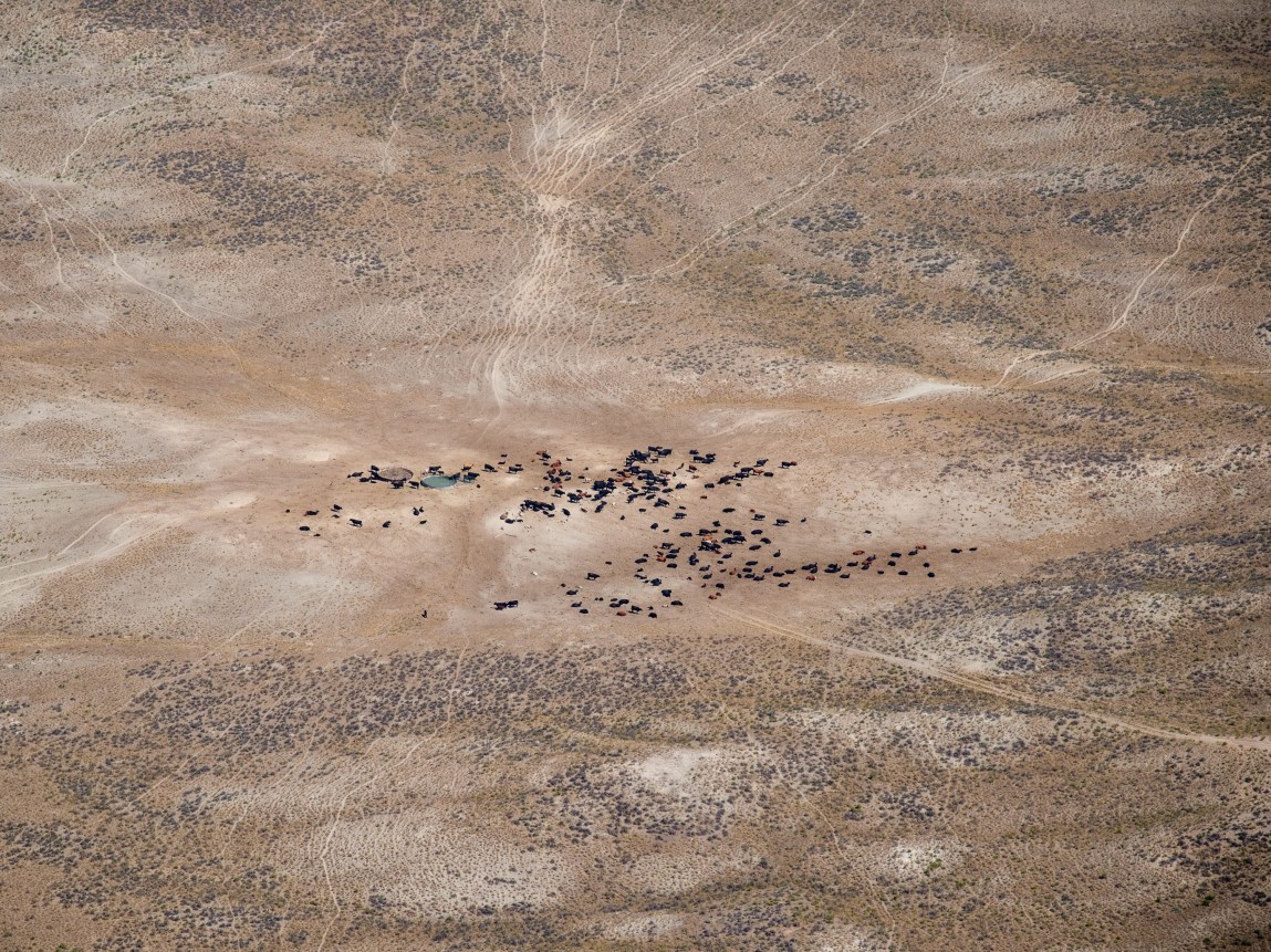 An aerial view shows a herd of cattle gathered around a small watering hole in the middle of a vast, arid desert landscape.