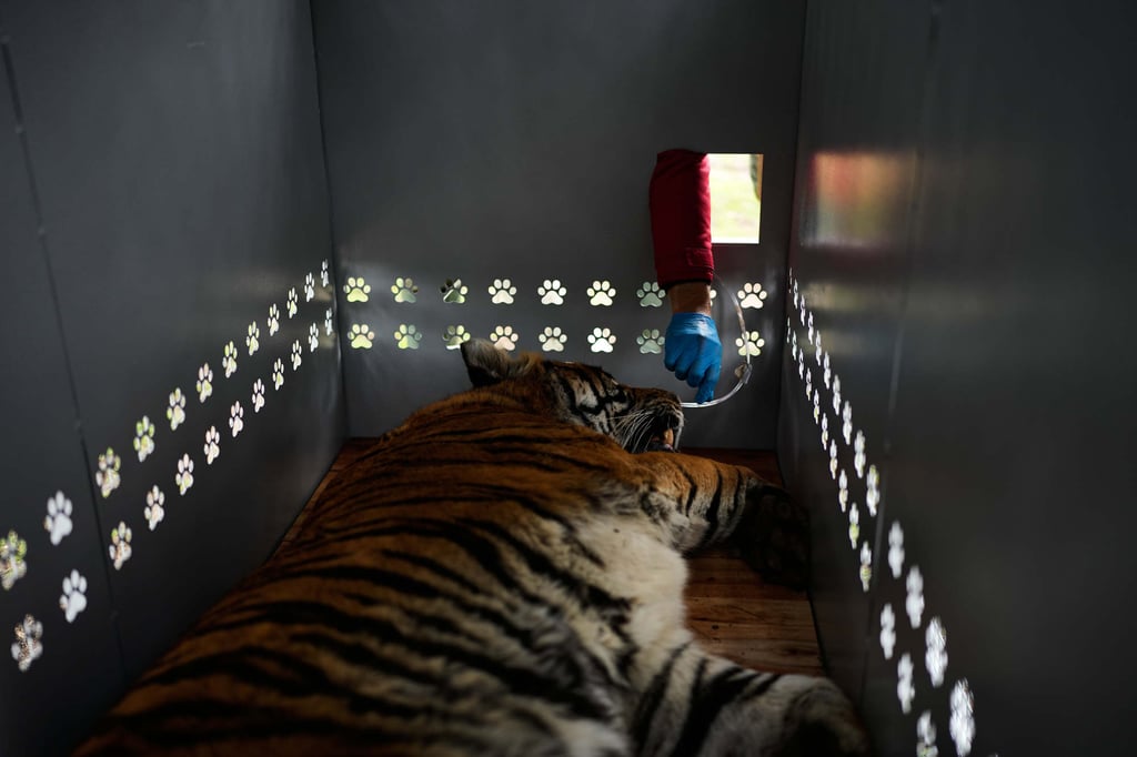 A tiger lies in a crate as Four Paws animal welfare organisation members prepare for its transfer in Lujan, Argentina, on Friday from a closed zoo to a sanctuary in South Africa. Photo: AP A tiger lies in a crate as Four Paws animal welfare organisation members prepare for its transfer in Lujan, Argentina, on Friday from a closed zoo to a sanctuary in South Africa. Photo: AP