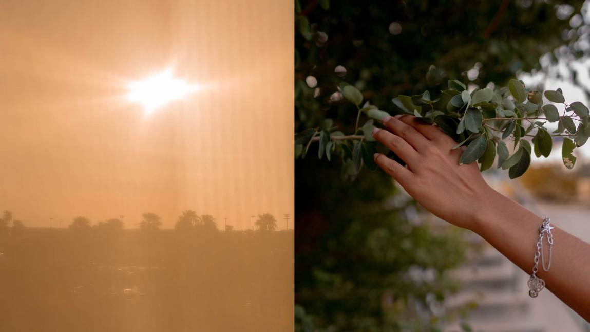 Left: A hazy sun shines over a muted landscape of palm trees. Right: A young woman’s hand reaches out to touch a leafy branch. Her wrist is adorned with a silver chain charm bracelet.