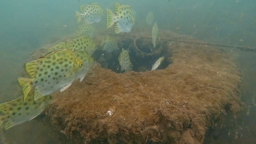 The Airport Authority Hong Kong released fish fry and shrimp fry into the waters adjacent to HKIA, where 600 artificial reefs have been installed to help marine life thrive.