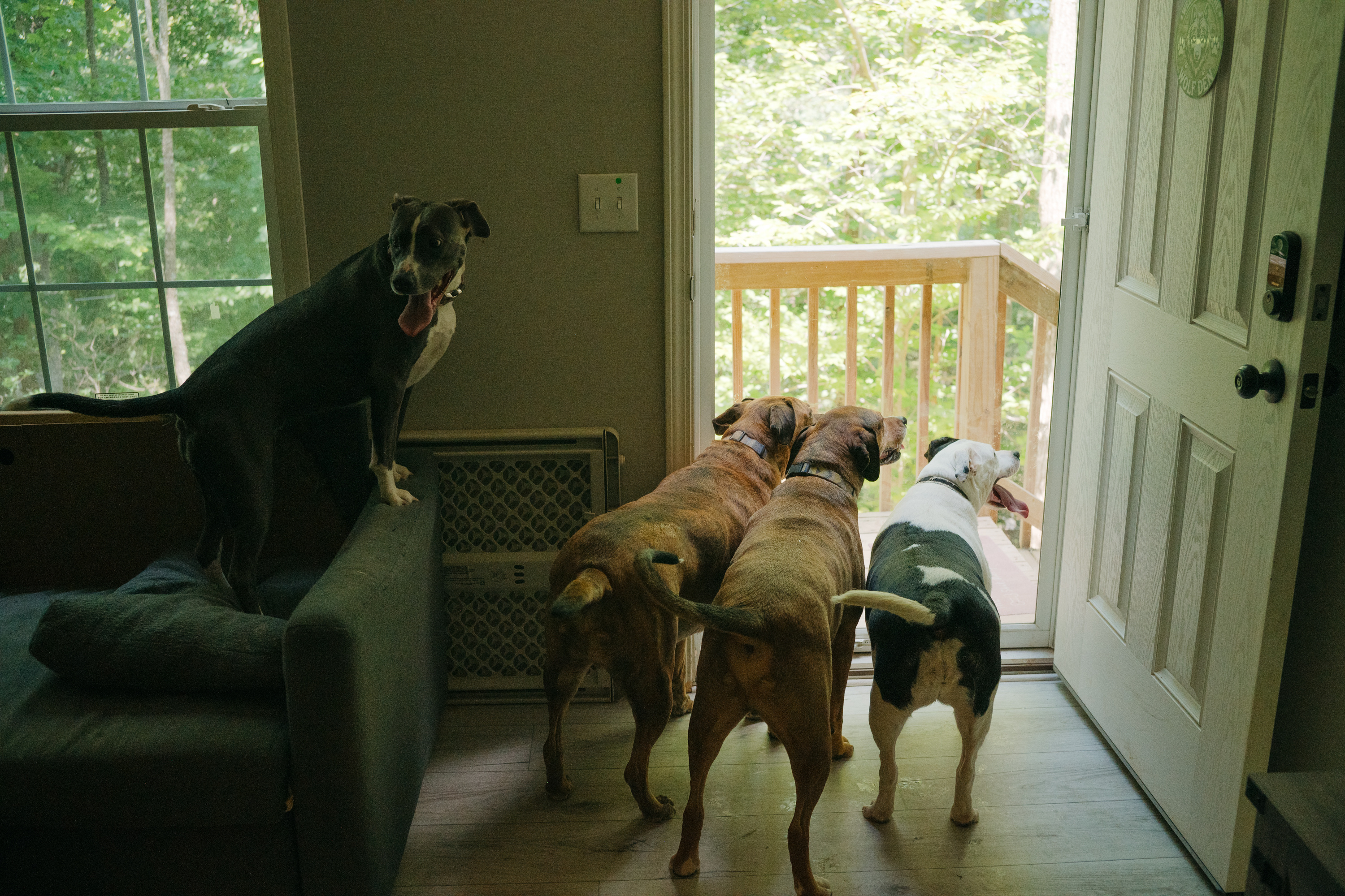 Three dogs pant inside, waiting at an open door. A fourth dog climbs on the couch.