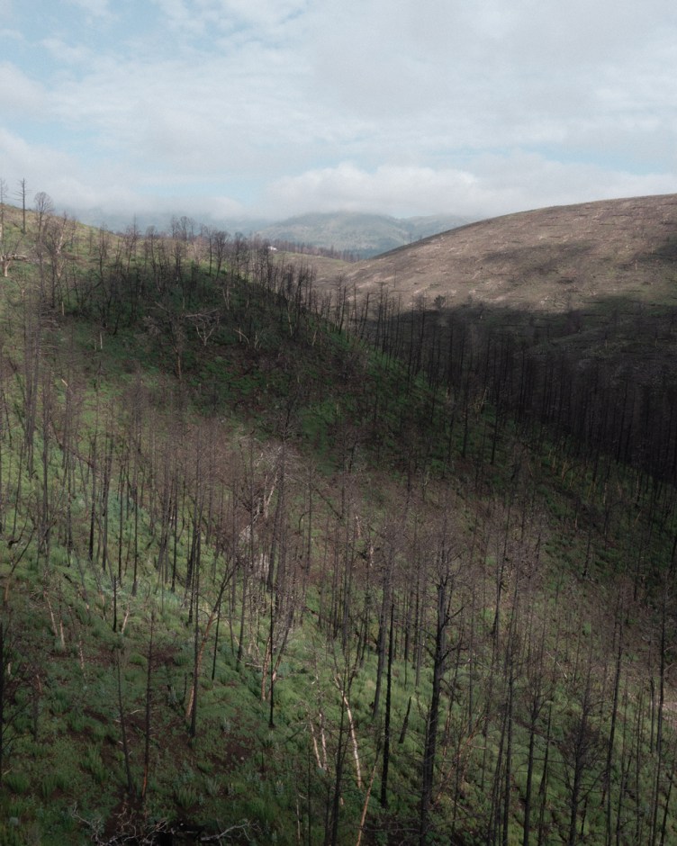 An aerial view reveals a charred hillside covered with burned, leafless trees and patches of green regrowth following a forest fire.
